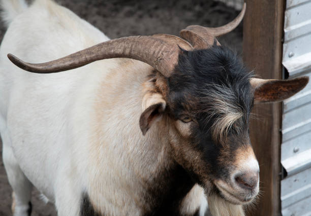 istock FARMYARD GOAT WITH HORNS 1336717649