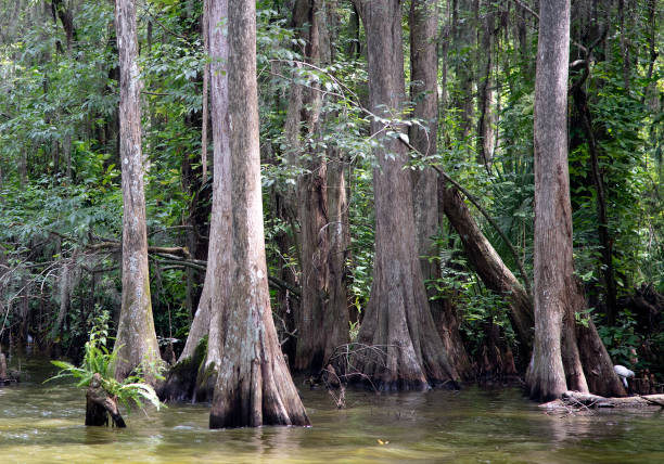 istock CYPRESS TREES IN SWAMP 1336719453
