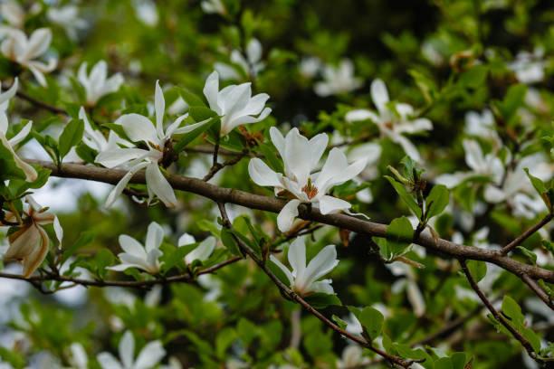 istock Blossoming Magnolia kobus flower close-up in spring 1336719547