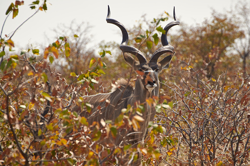 Male Greater Kudu with spiral horns hiding behind shrubs at Etosha national park, Namibia. Tragelaphus strepsiceros.
