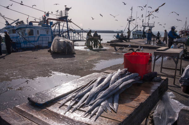 Agadir, Morocco - february 29, 2016: Fish on a work table and seagulls hovering in the fishing port