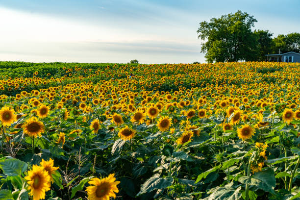 istock Sunflower Field at Sunset, Cookstown, Ontario, Canada. 1336722977