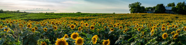 sunflower field at sunset, cookstown, ontario, canadá. - sunflower flower flower bed light fotografías e imágenes de stock