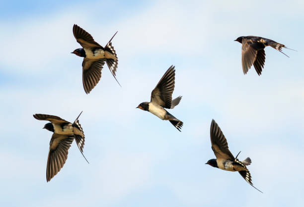 conjunto de pájaros golondrinas del pueblo vuelan alto contra el cielo azul - beak biology bird multi colored fotografías e imágenes de stock