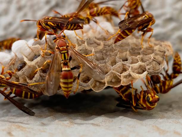 istock Worker Paper Wasps Attend to a Nest 1336724855