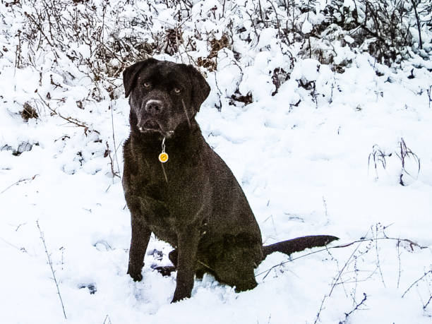 istock Black labrador retriever on a winter walk 1336725975