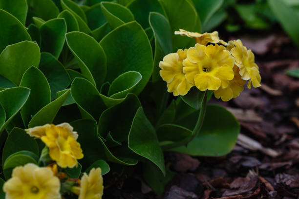 istock Spring flowers primula auricula in a garden 1336726646