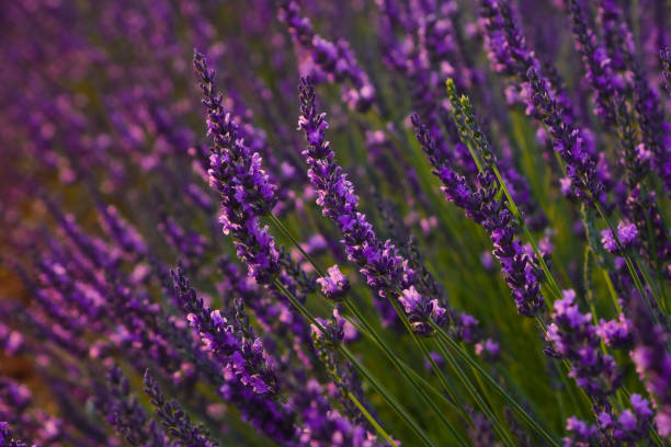 istock Purple lavender field of Provence at sunset 1336726663