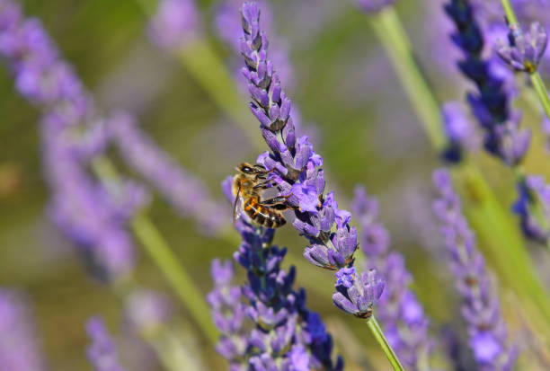 istock Honey bee on lavender flowers 1336726764