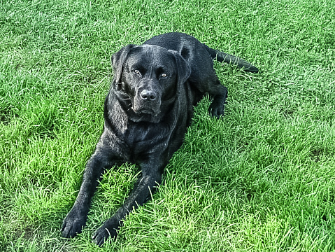 A black Labrador Retriever lies on the lawn and looks up