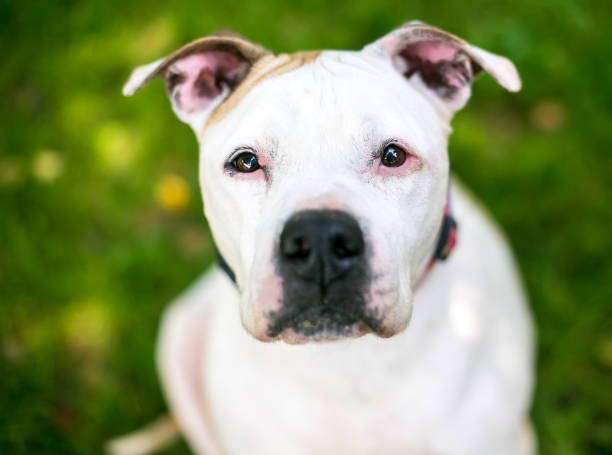 istock A white Pit Bull Terrier mixed breed dog looking up 1336726819
