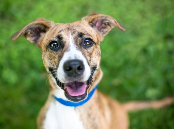 A happy brindle mixed breed dog with floppy ears stock photo