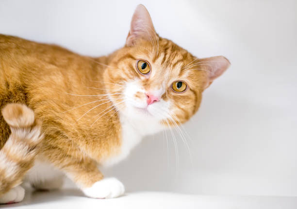 um gato tabby laranja com a orelha esquerda virada - spay - fotografias e filmes do acervo