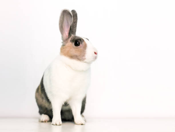 istock A domestic rabbit with calico markings 1336726847