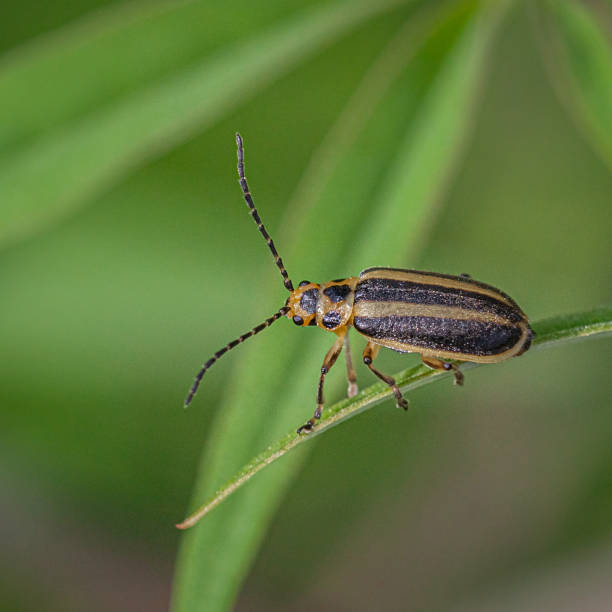 istock Goldenrod striped beetle, (Trirhabda virgata), Leaf beetle or Skeletonizing leaf beetle. 1336727046