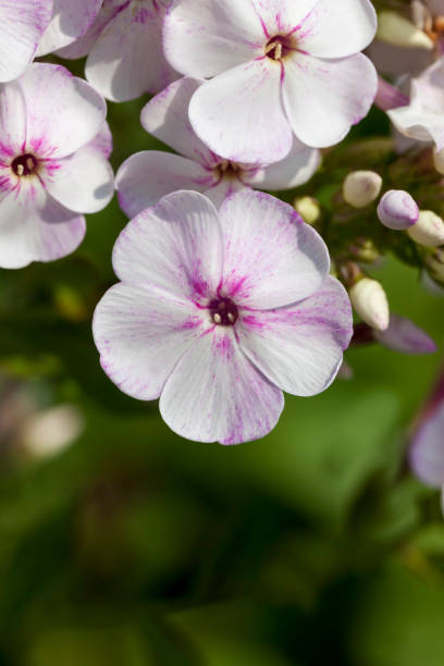 istock carnation flowers in the spring season 1336728076