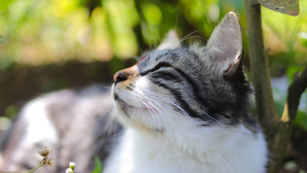 istock Cute kitten in the garden 1336729728