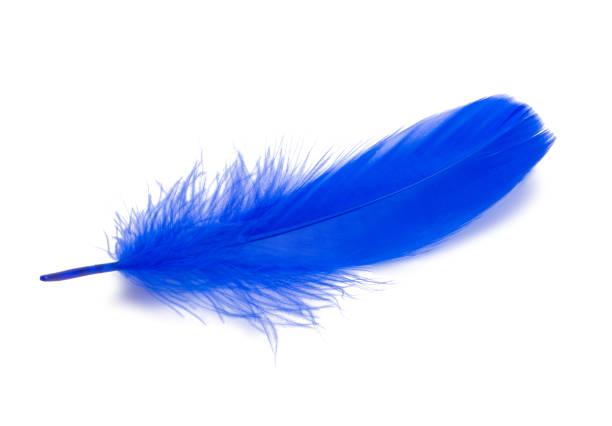 istock Fluffy queen blue electric color bird feather decorative style in studio isolated on the white 1336729846