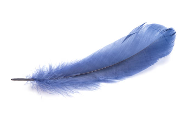 istock Fluffy bird feather decorative style in studio isolated on the white 1336730727