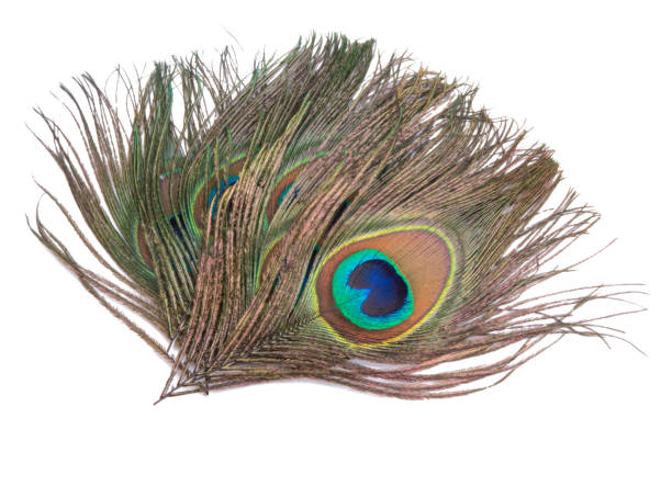 istock Elegant colorful peacock bird feather isolated on the white 1336730741