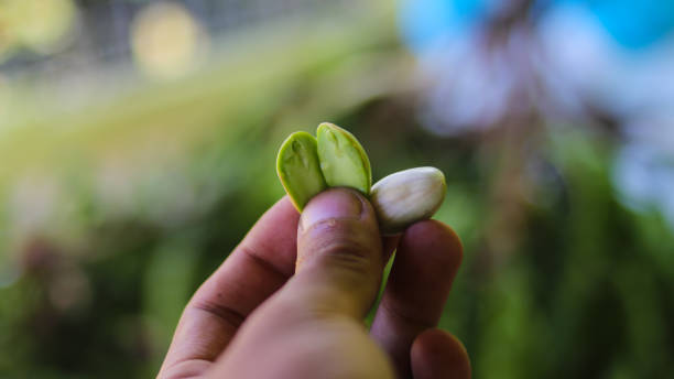 istock Petai or Bitter Beans seeds on hand 1336730807