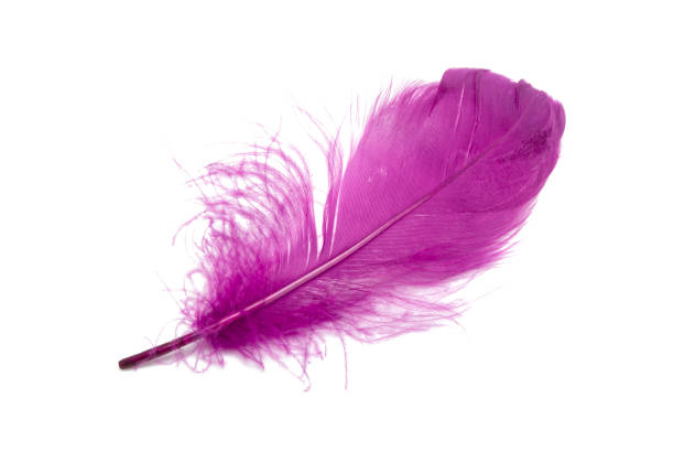 istock Fluffy bird feather violet color in studio isolated on the white 1336730927