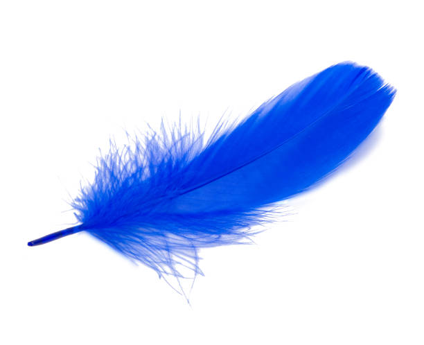 istock Fluffy queen blue electric color bird feather decorative style in studio isolated on the white 1336731668