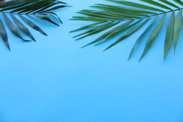 istock Green leaves frame on color background, palm leaves top view 1336732167