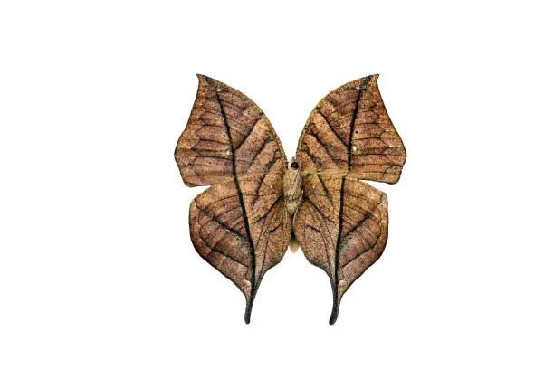 The dead leaf butterfly (Kallima inachus, orange oakleaf, Indian oakleaf ), whose back looks like a dry leaf, isolated on white background with open wings