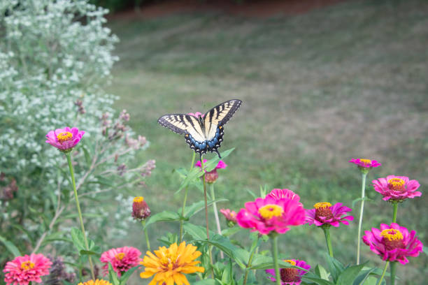 Beautiful Butterfly-Pink flower-Howard County Indiana