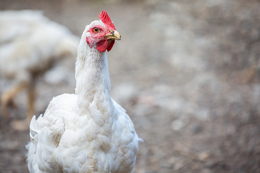 Portrait of a white chicken roaming free in a courtyard on a farm in rural environment against neutral background.