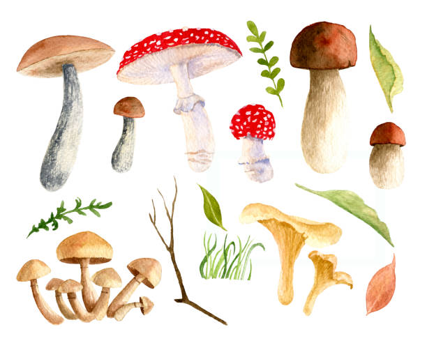 ilustrações, clipart, desenhos animados e ícones de conjunto de cogumelos grandes de aquarela - mushroom edible mushroom red botany