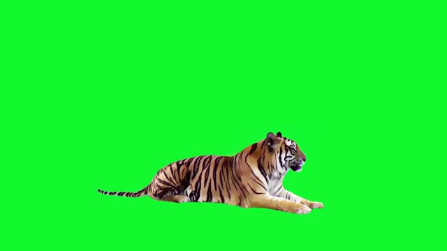 Tiger Stock Videos and Royalty-Free Footage - iStock