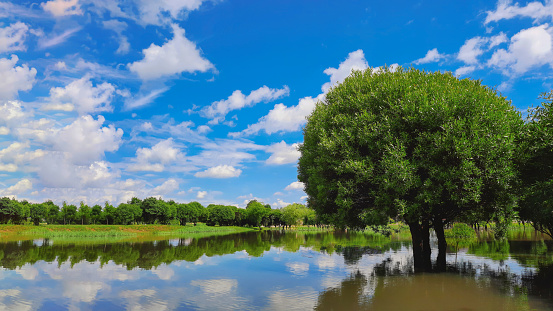 Ecological concept of green lifestyle. Natural landscape. A beautiful exotic tree standing in the water. Blue sky with white clouds. A tree in the water. Clean pond