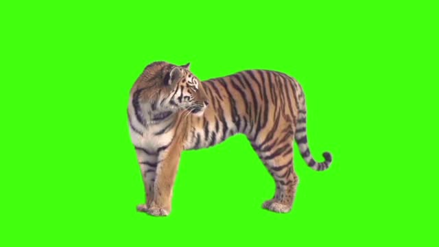 Tiger Looking Around on Green Screen