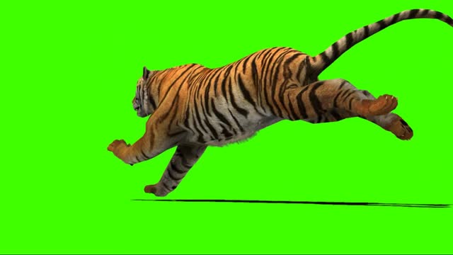 Tiger Running Stock Videos and Royalty-Free Footage - iStock