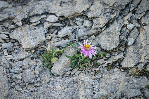 Beautiful resilient flower growing in a mountain rock