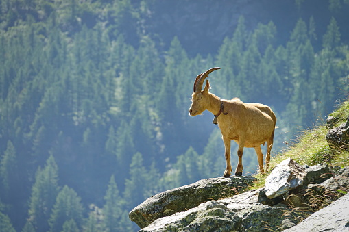 Scenic view of mountain goat on high rocky mountain peak in the alps italian
