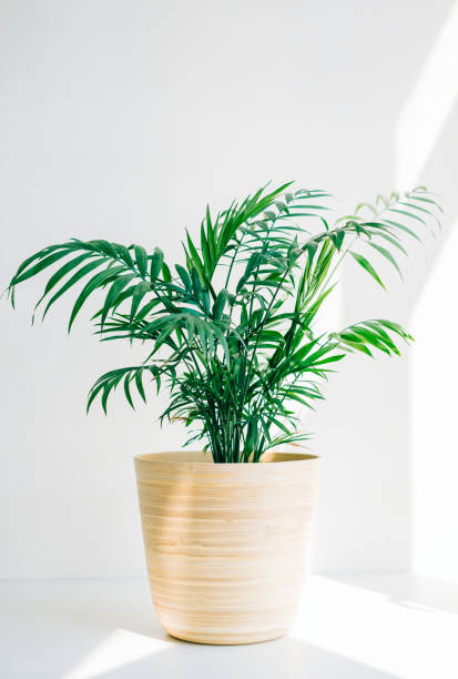 Green palm chamaedorea in bamboo pot on white table in sunlight. Green palm chamaedorea in bamboo pot on white table in sunlight. caenorhabditis elegans stock pictures, royalty-free photos & images