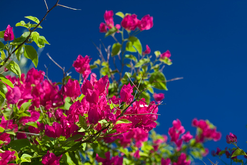 Bougainvillea: each inflorescence consists of large colourful sepal-like bracts which surround three simple waxy flowers.  The bracts are brightly coloured, usually pink, purple, red, orange, white, yellow, or, as in this case, magenta.