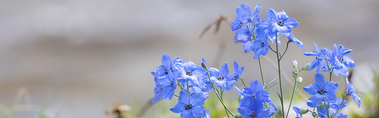 Clipped to banner size image of delphinium taken outdoors.