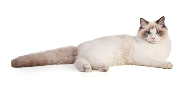 Young ragdoll cat six months old lying down on white background