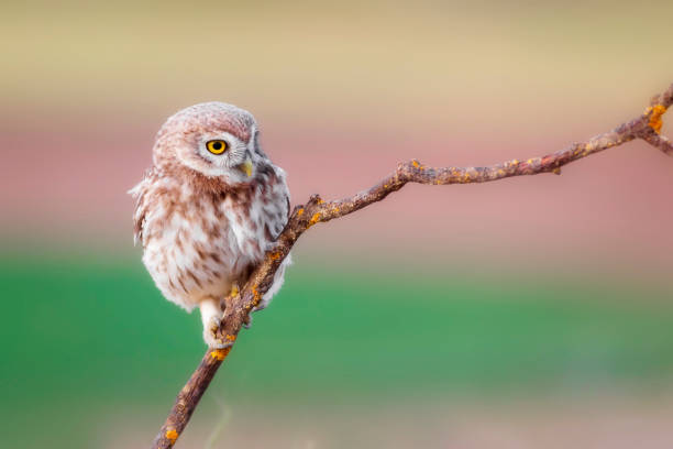 istock Little owl. Nature background. 1336742655