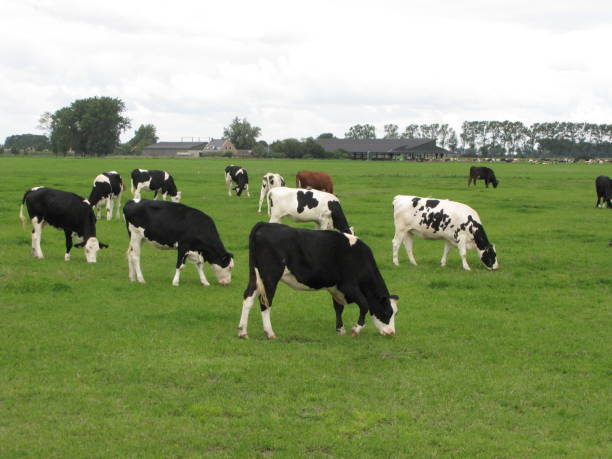 istock a herd of cows is grazing in the meadow 1336744106