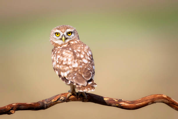 istock Little owl. Colorful nature background. Athene noctua. 1336744310