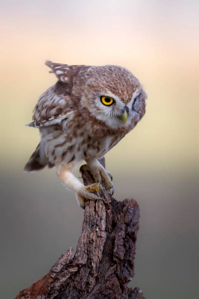 istock The little owl (Athene noctua). Colorful nature background. 1336745160