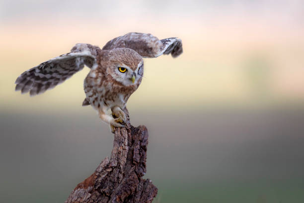istock The little owl (Athene noctua). Colorful nature background. 1336745236