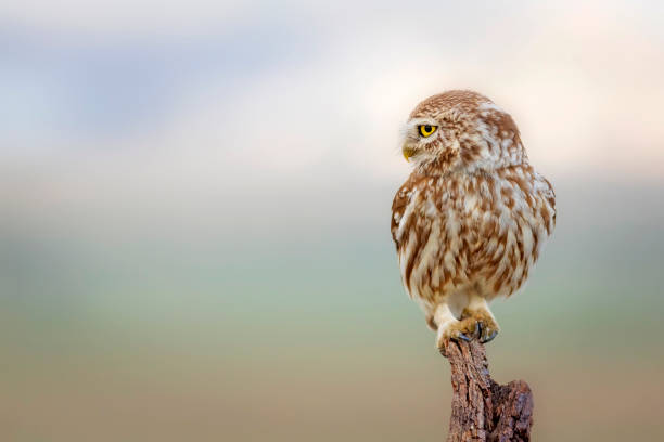 istock The little owl (Athene noctua). Colorful nature background. 1336745238