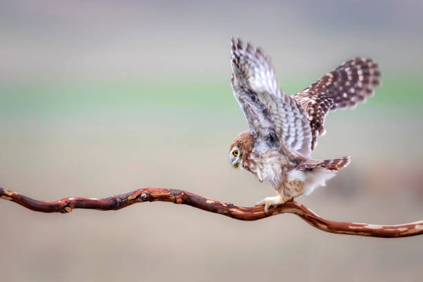 istock The little owl (Athene noctua) is flying. Colorful nature background. 1336745349