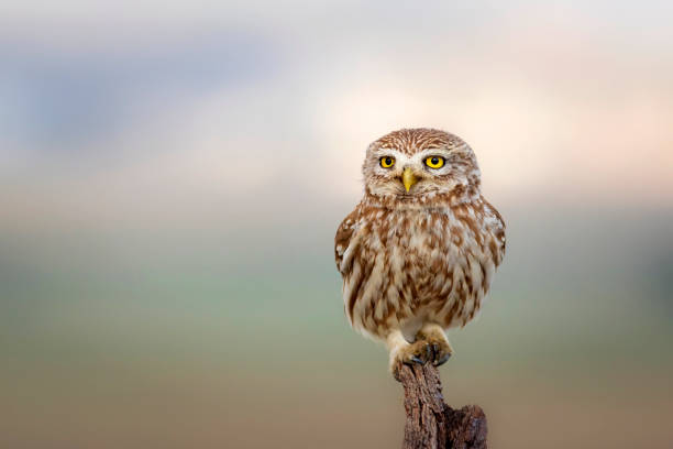 istock The little owl (Athene noctua). Colorful nature background. 1336745350